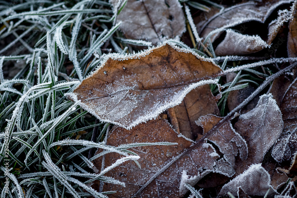 Old dry leaves covered with frost. The first frost in the woods, the approach of winter_
