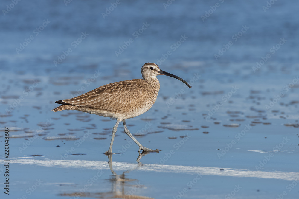 Long-billed curlew, Numenius americanus, bird walking on the shore
Long-billed curlew, Numenius americanus, bird walking on the shore