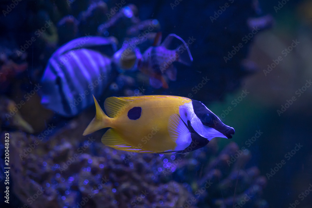 Naklejka premium Tropical fish in aquarium under UV light. Species not identified. Vibrant colors stand out under special lights.