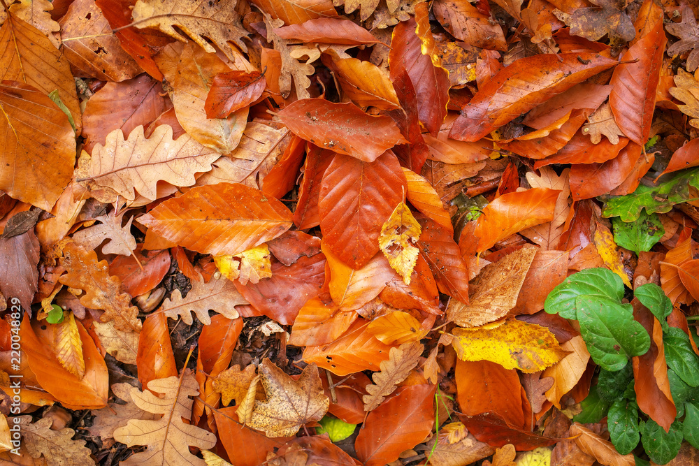 Beautiful background of fallen colorful autumn leaves.