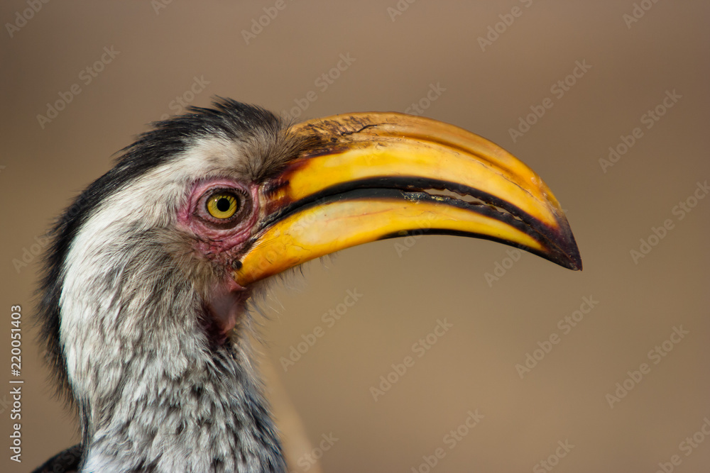 Southern Yellow-billed Hornbill Southern Yellow-billed Hornbill