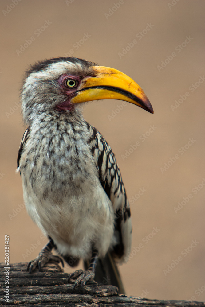 Yellow billed hornbill Yellow billed hornbill