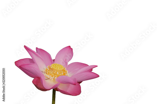 Fresh pink lotus petal flower isolated on white background. Close focus of beautiful pink lotus flowers isolated is blooming with copy space for text or advertising on white background 