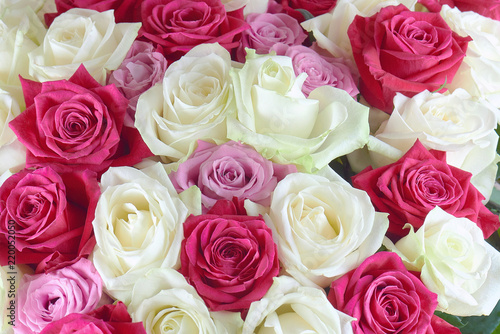 A large bouquet of red  pink and white roses close-up. Background of roses. Congratulations on the holiday. Love and tenderness.