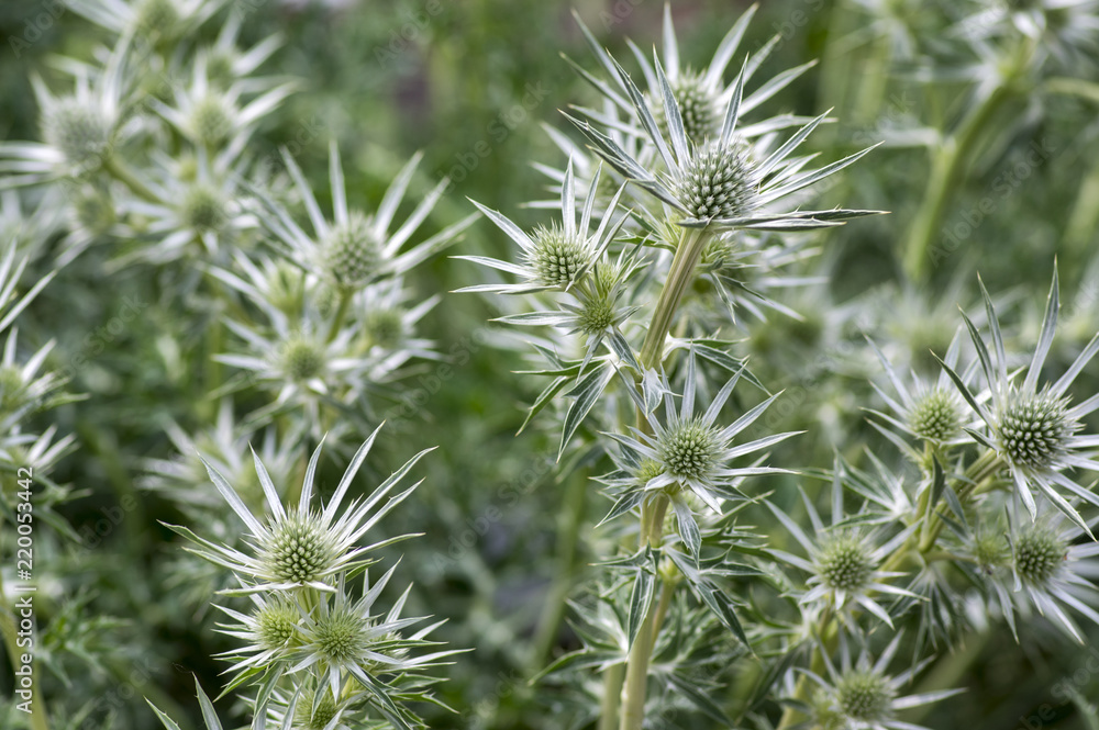 Eryngium bourgatii herbaceous perennial growing flowers, spiny flowering plant