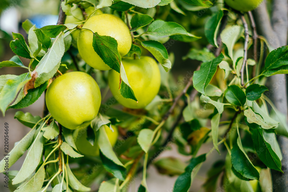 Small green apple tree and leaves in the garden.