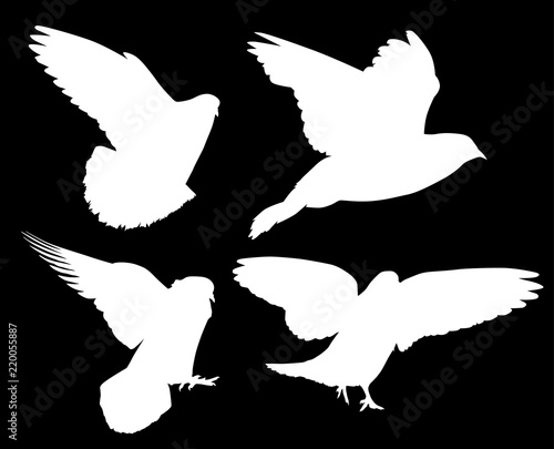 isolated white silhouettes of four pigeons