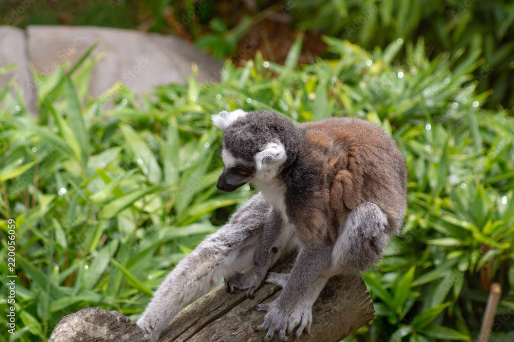 Fototapeta premium Lemur