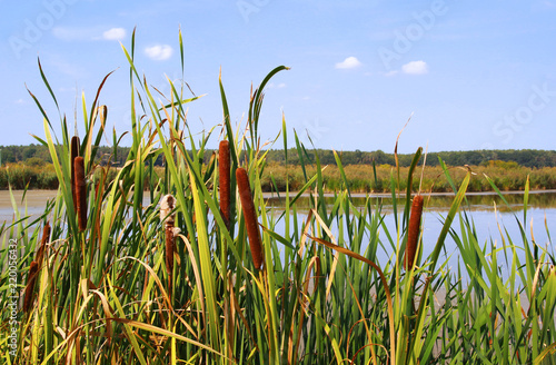 cattail at a pond