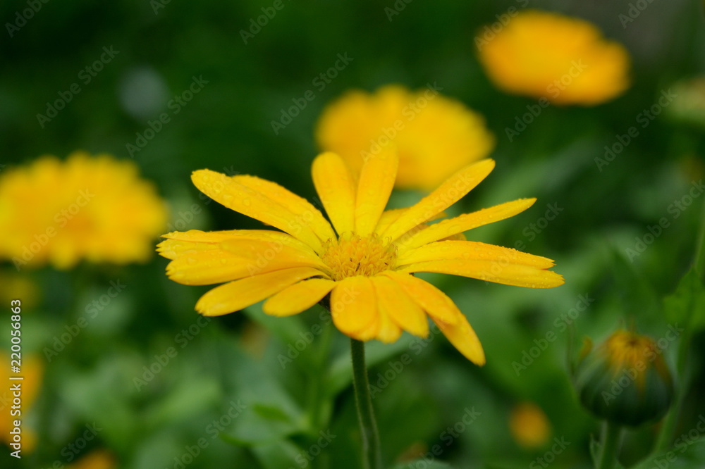 Yellow flower close-up on a green background Yellow flower close-up on a green background