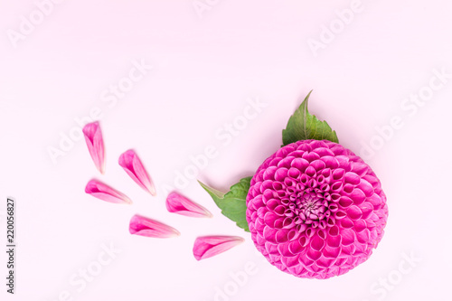 Fototapeta Naklejka Na Ścianę i Meble -  Dahlia ball-barbarry and petals with green leaves and buds - top view on pink bright summer flower.