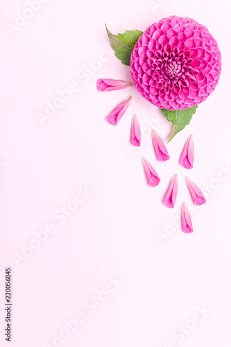 Fototapeta Naklejka Na Ścianę i Meble -  Dahlia ball-barbarry and petals with green leaves - top view on pink bright summer flower