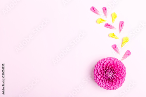 Fototapeta Naklejka Na Ścianę i Meble -  Dahlia ball-barbarry with petals - top view on pink bright summer flower on pastel background.