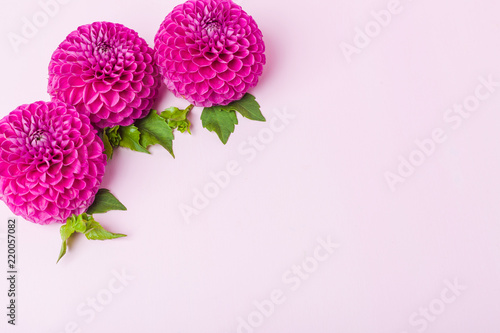 Fototapeta Naklejka Na Ścianę i Meble -  Dahlia ball-barbarry flowers with green leaves and buds.