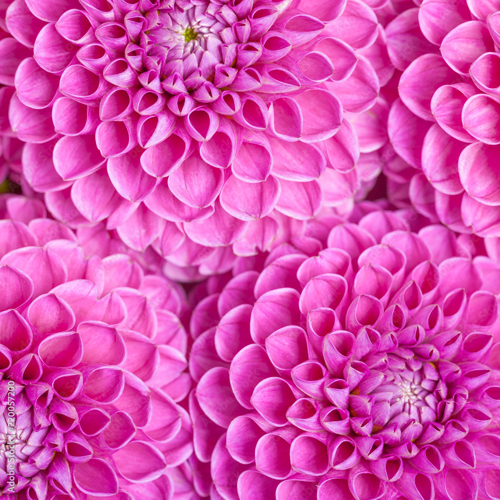 Dahlia ball-barbarry flowers background - top view on violet bright summer blooms.