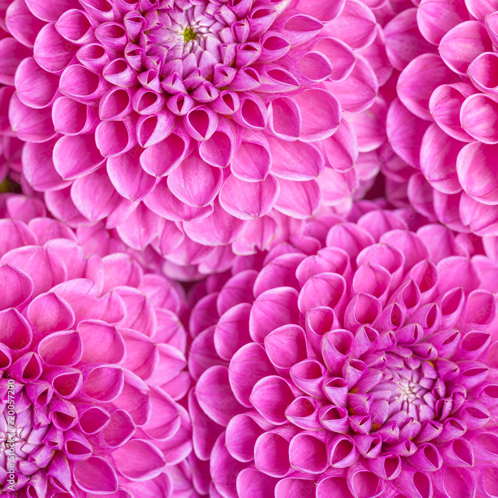 Dahlia ball-barbarry flowers background - top view on violet bright summer blooms. Dahlia ball-barbarry flowers background - top view on violet bright summer blooms.