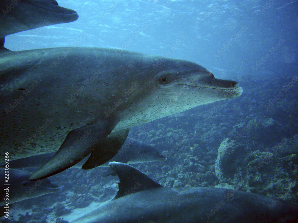 Naklejka premium Delfine beim Tauchen