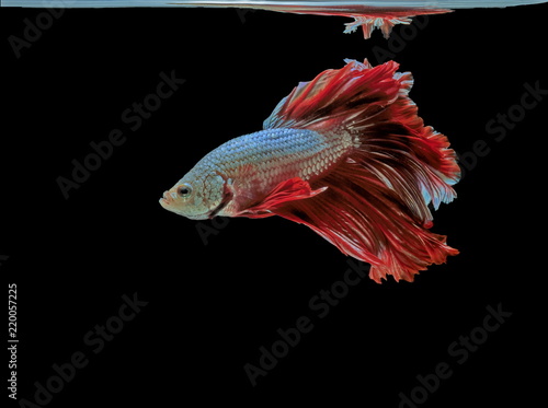 Siamese fighting fish  red fish  black background Betta splendens  Betta Fish  Halfmoon Betta.