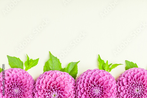 Fototapeta Naklejka Na Ścianę i Meble -  Dahlia ball-barbarry border frame - top view on violet fresh flowers with green leaves and buds.