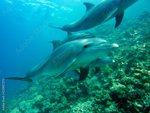 Delfine beim Tauchen