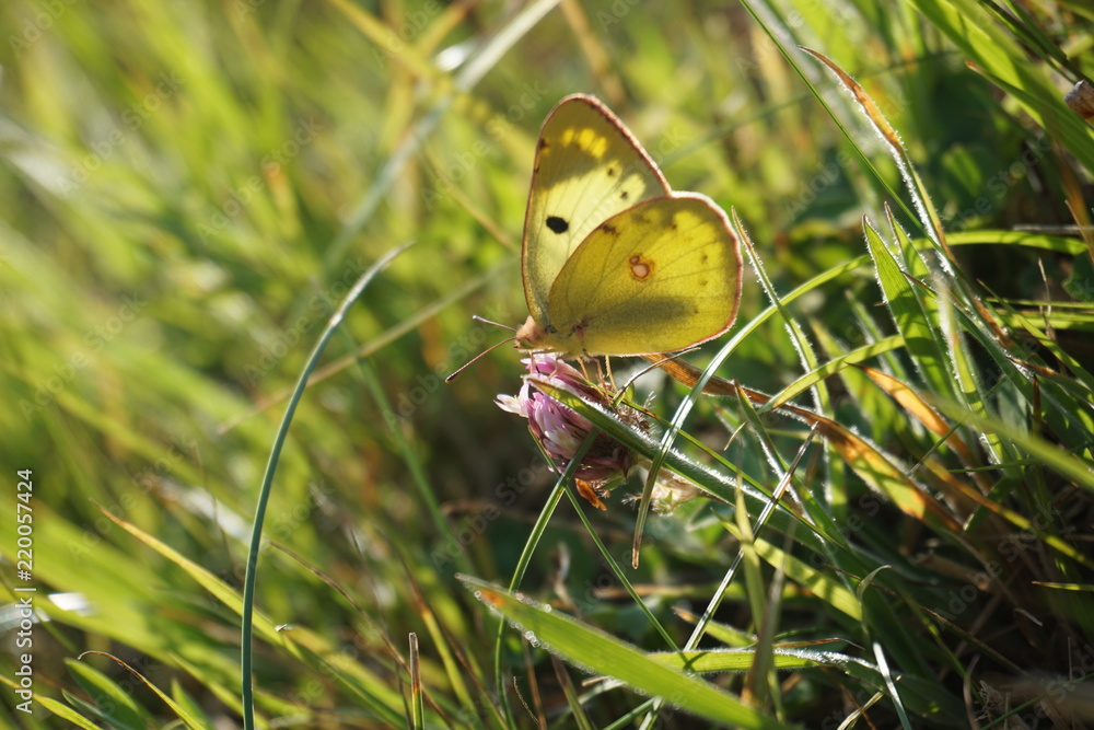 Fototapeta premium Falter, Schmetterling, butterfly