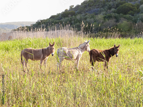 Three donkeys