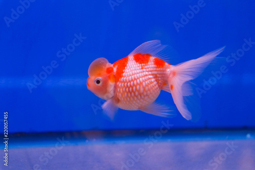 Beautiful goldfish