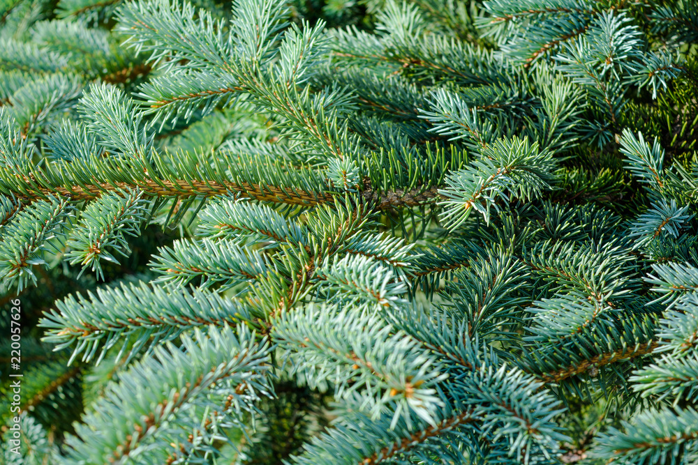 Blue spruce of fir tree branches. Close-up Blue spruce of fir tree branches. Close-up