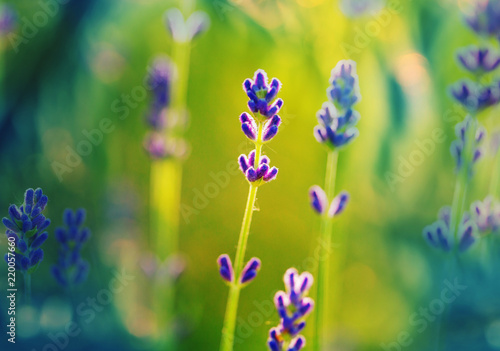 Fototapeta Naklejka Na Ścianę i Meble -  Lavender