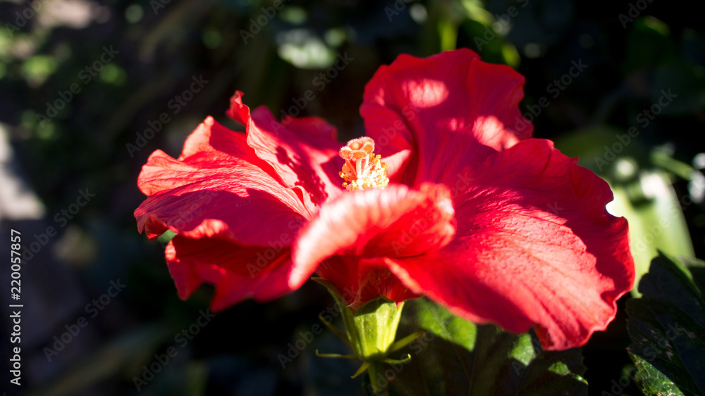 Red hibiscus flower blooms in garden close up Red hibiscus flower blooms in garden close up