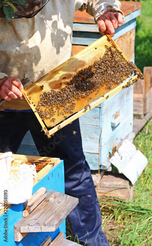 beekeeper inspecting a hive of bees