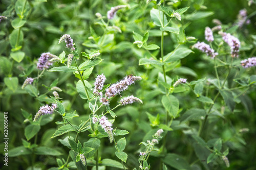 close up of blossoming lemon balm