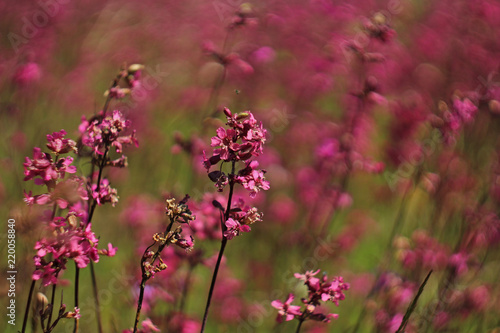 a field of purple flowers