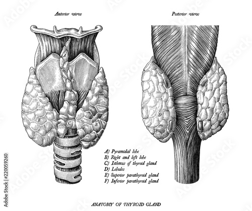 Anatomy of human thyroid gland anterior and posterior view vintage illustration clip art isolated on white background