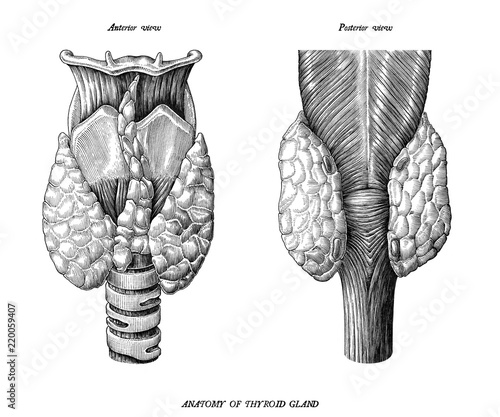 Anatomy of human thyroid gland anterior and posterior view vintage illustration clip art isolated on white background