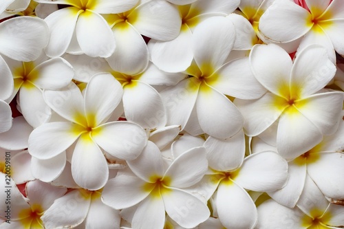 Selective focus, close up white plumeria flower top view for woman spa and beauty concept product background photo