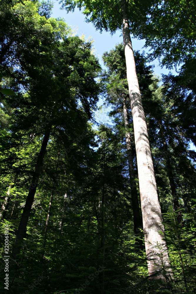 Fototapeta premium Picea omorika trees on Tara mountain in Serbia