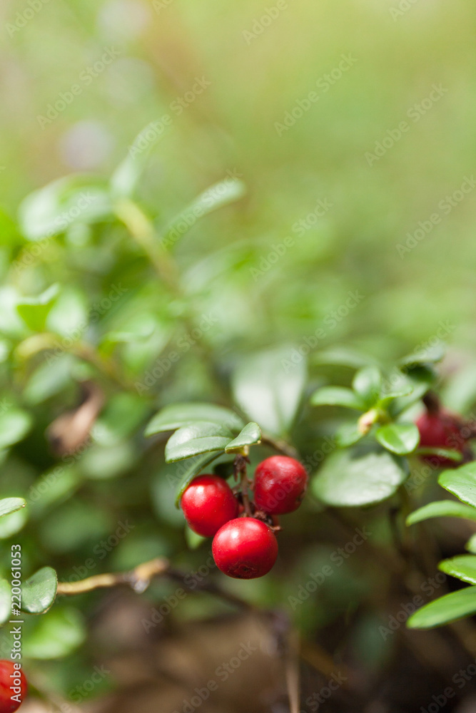 Healthy forest lingonberry close up, wild nature ripe berry. Copy space for text.