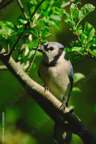 Blue Jay (Cyanocitta Cristata)
