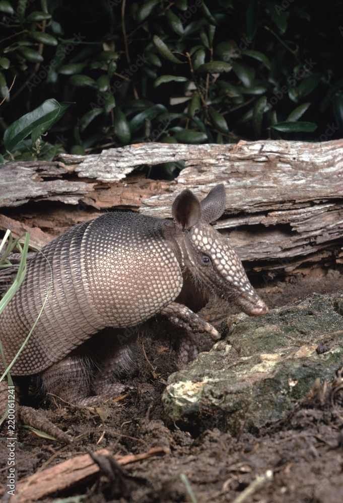 Obraz premium Nine-Banded Armadillo (Dasypus Novemcinctus)