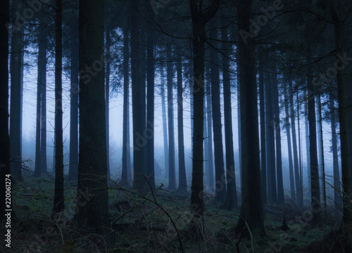 Mystischer Wald im Nebel