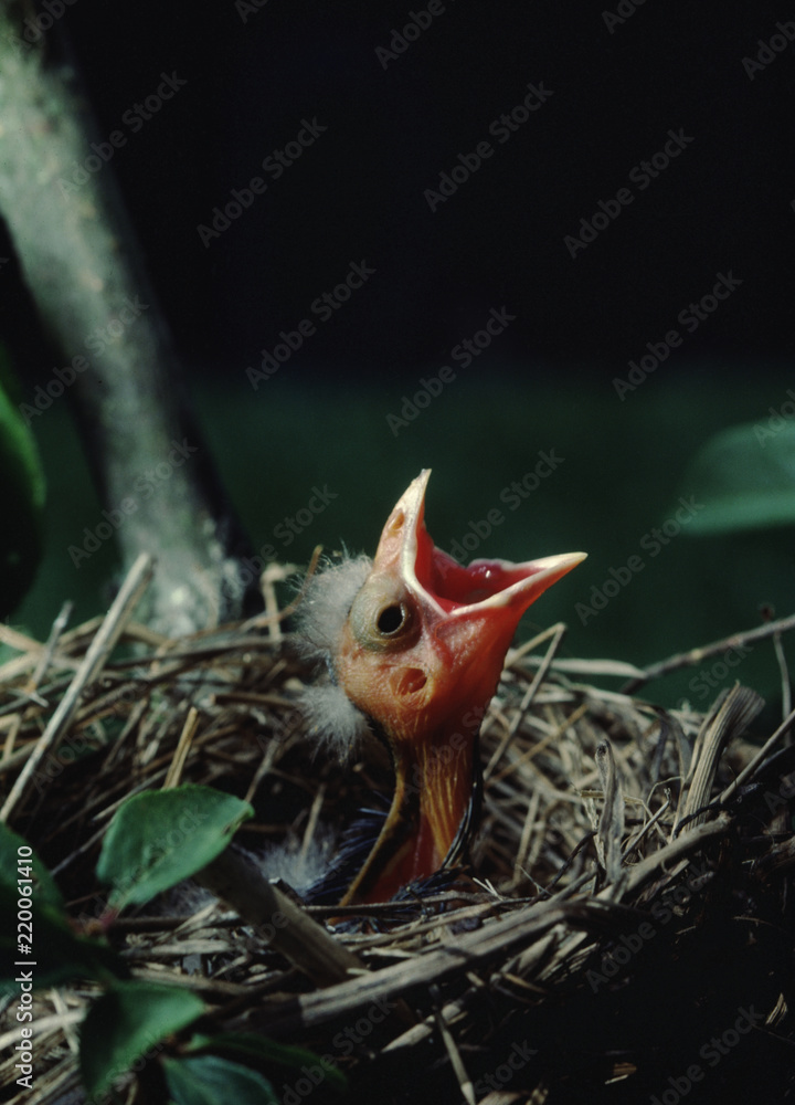 Red-Winged Blackbird baby in nest (Agelaius Phoeniceus)