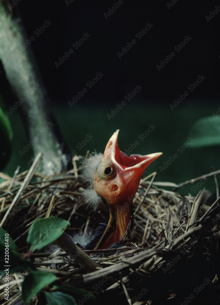 Fototapeta premium Dziecko kosa czerwonoskrzydłego w gnieździe (Agelaius Phoeniceus)
