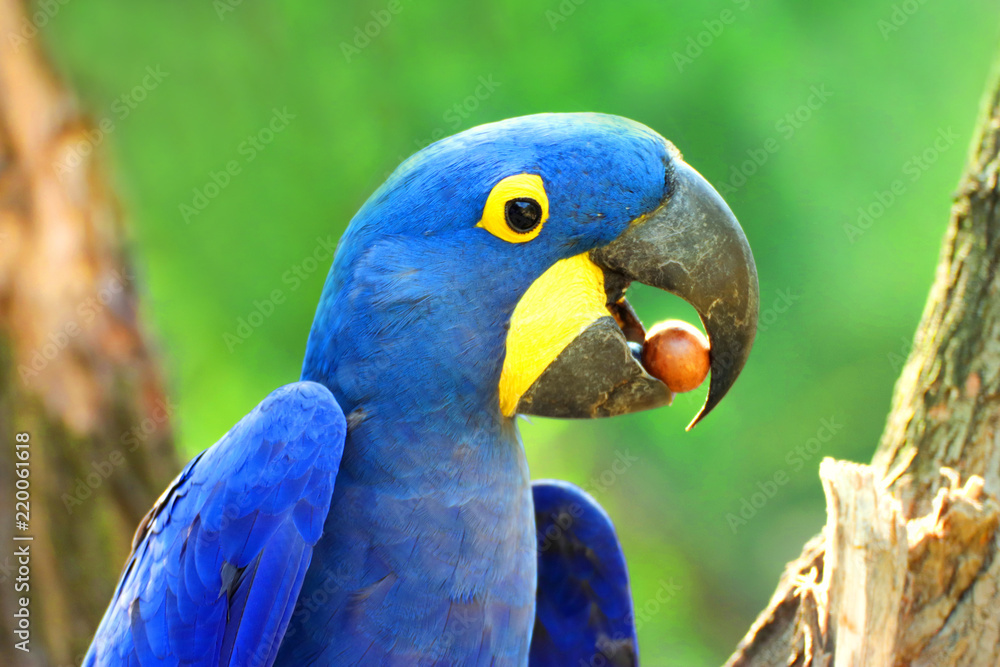 Big blue parrot Ara Hyacinth Macaw with food, Anodorhynchus hyacinthinus  Stock Photo | Adobe Stock