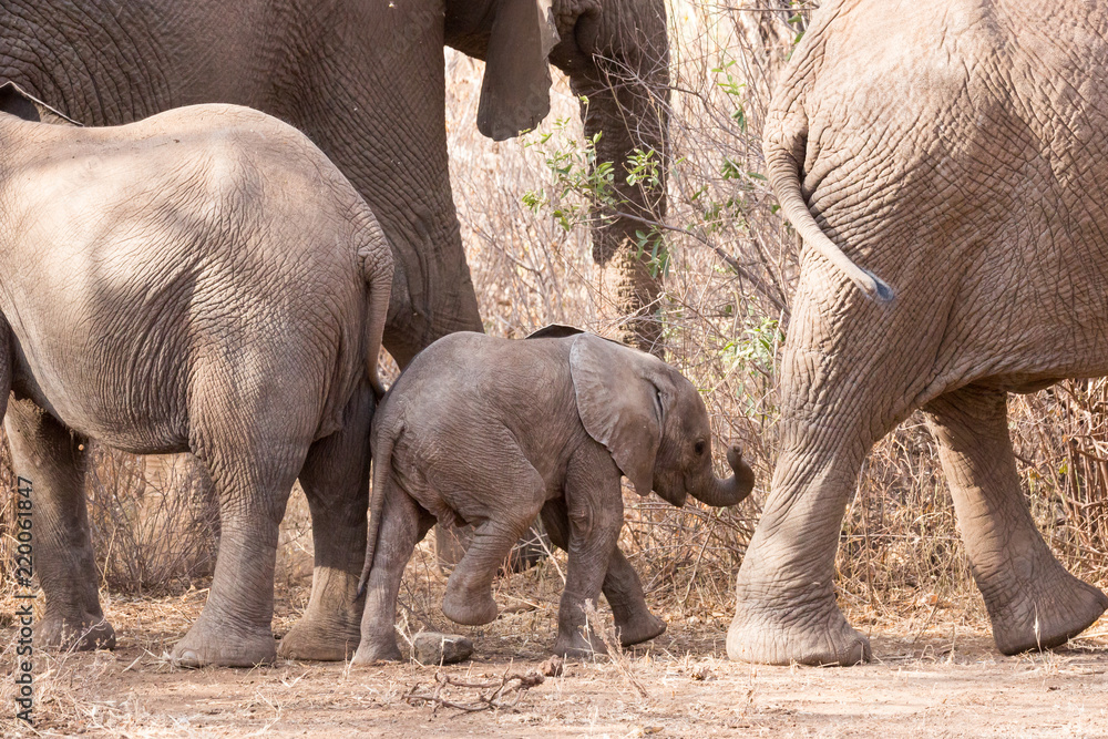 Fototapeta premium Elefant - Loxodonta africana