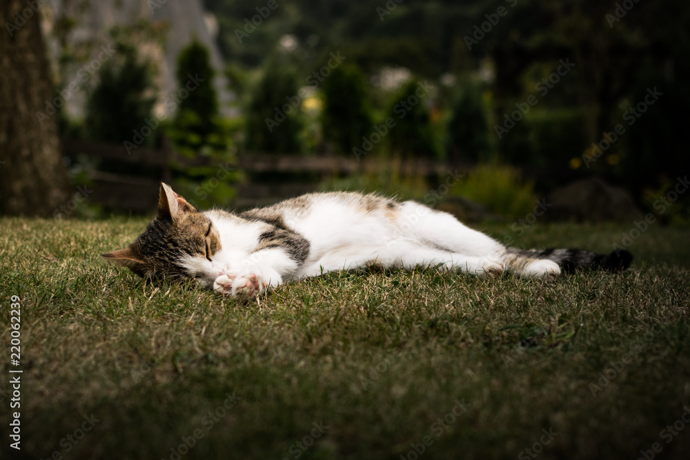 sleeping cute cat in the grass
