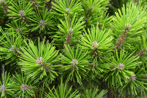 Japanese red pine