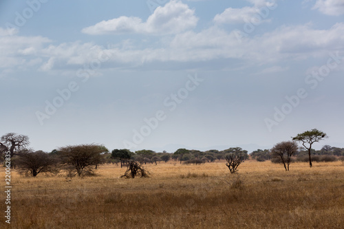 Die Savanne - Tansania