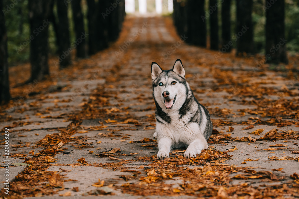 husky dog on foliage in autumn park