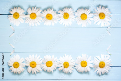 Flowers composition. Pattern made of daisy. Spring and summer chamomile flowers on a wooden light blue background. Flat lay, top view, copy space  © prime1001